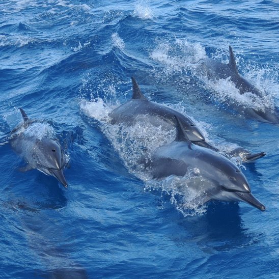 하나투어: [괌] 돌핀 투어 (FishEye Dolphin tour), 괌: 아웃도어 액티비티